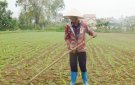  Huyện Nga Sơn chỉ đạo sản xuất vụ Xuân sau Tết Kỷ Hợi 2019