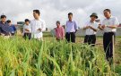 Nga Sơn tổ chức hội nghị đầu bờ đánh giá hiệu quả khảo nghiệm 5 giống lúa mới ở vụ xuân 2018