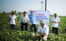  Hợp tác xã Nga Yên- mô hình trồng rau an toàn cho người tiêu dùng
