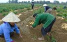  Lan tỏa phong trào “Dân vận khéo” ở huyện Nga Sơn