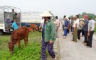  Dự án giảm nghèo bền vững huyện Nga Sơn tổ chức trao tặng 30 con bò cho các hộ nghèo, cận nghèo