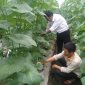  Nga Giáp - Các giải pháp nâng cao hiệu quả trong sản xuất nông nghiệp 