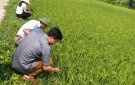  Nga Sơn khảo nghiệm, chọn những giống lúa chất lượng  mới ở vụ xuân 2018