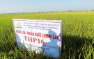Nga Sơn tổ chức hội nghị đầu bờ đánh giá năng xuất giống lúa thuần THP16 vụ mùa năm 2018