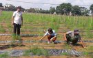 Xã Nga An trồng thí điểm 1,6 ha cây măng tây xanh theo hình thức liên kết sản xuất