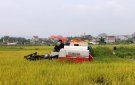  Huyện Nga Sơn khẩn trương thu hoạch lúa mùa đẩy nhanh tiến độ  sản xuất cây vụ đông