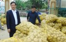  Xã Nga Trung  thu hoạch 46 ha khoai tây chính vụ Đông 2018