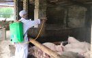 Xã Ba Đình dồn sức phòng chống bệnh tả lợn châu phi