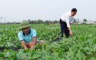 Huyện Nga Sơn: Chăm sóc, sản xuất Dưa hấu vụ Xuân hè năm 2020