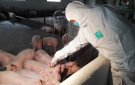 Thứ trưởng Phùng Đức Tiến - Bộ Nông nghiệp&PTNT kiểm tra tình hình tái đàn lợn tại huyện Nga Sơn